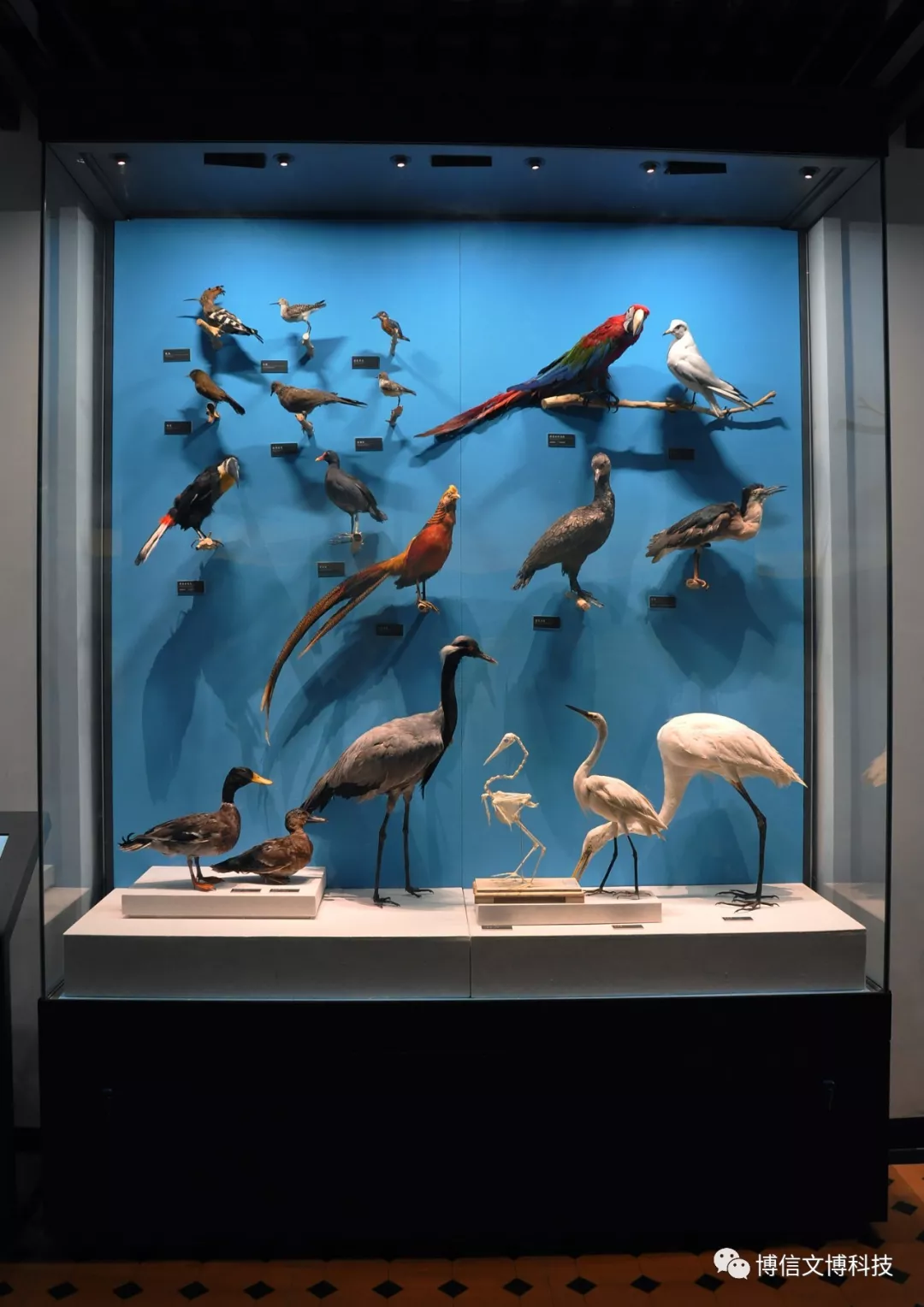 博物館展櫃